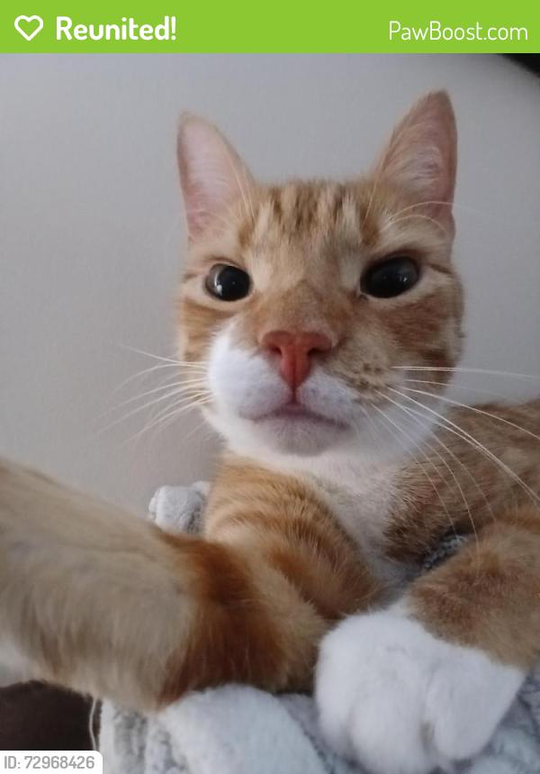 Reunited Male Cat last seen Summerwind plantations , Garner, NC 27529