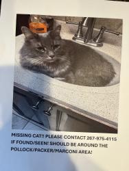 Lost Male Cat last seen Pollock, Bigler, Packer, Marconi, Philadelphia, PA 19145