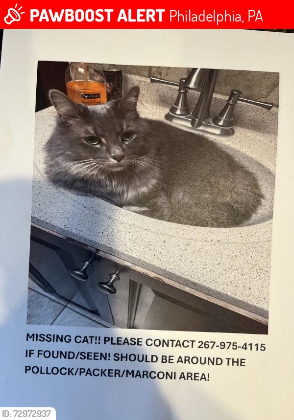 Lost Male Cat last seen Pollock, Bigler, Packer, Marconi, Philadelphia, PA 19145