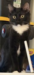 Lost Male Cat last seen Haleakala Drive, Las Vegas Nevada, Sunrise Manor, NV 89122