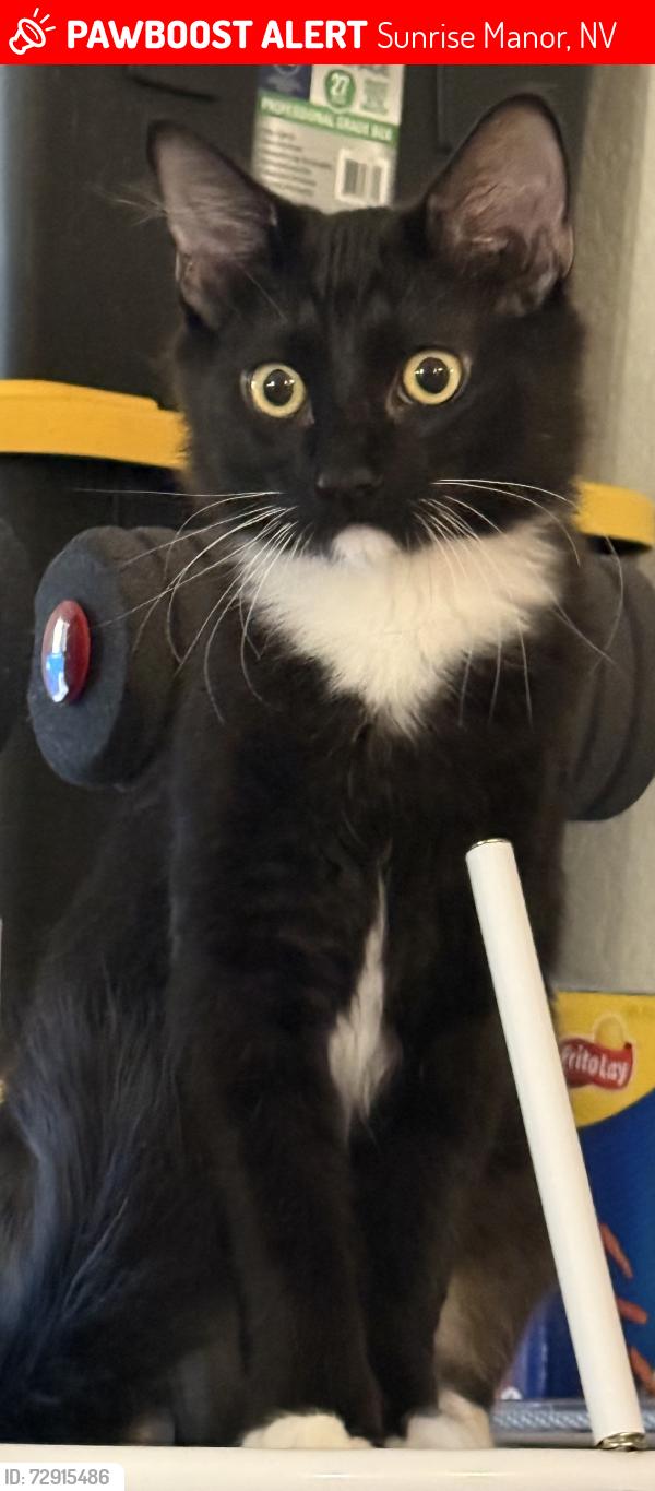 Lost Male Cat last seen Haleakala Drive, Las Vegas Nevada, Sunrise Manor, NV 89122