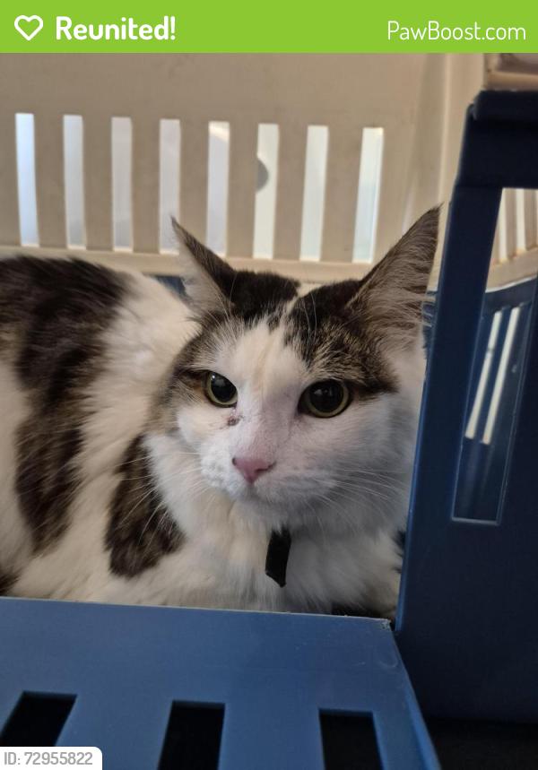 Reunited Unknown Cat last seen Queen Elizabeth hosp, Woodville South, SA 5011