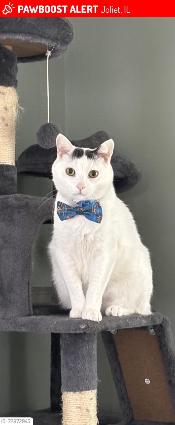 Lost Male Cat last seen Ingalls and Sheila, Joliet, IL 60435