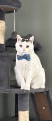 Lost Male Cat last seen Ingalls and Sheila, Joliet, IL 60435