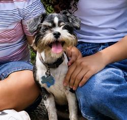 Lost Female Dog last seen Bridgeport tx, Bridgeport, TX 76426