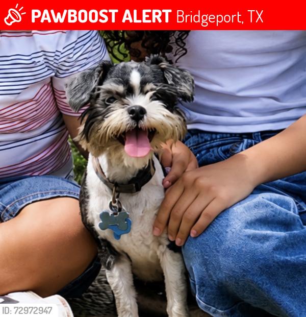 Lost Female Dog last seen Bridgeport tx, Bridgeport, TX 76426