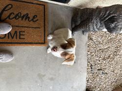 Reunited Male Dog last seen Meridian, Rialto, CA 92376