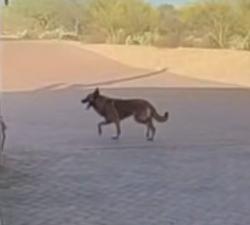 Found/Stray Unknown Dog last seen  Broadway and Bryerly , Tucson, AZ 85748