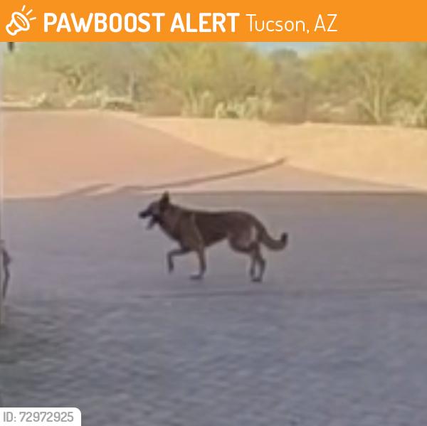 Found/Stray Unknown Dog last seen  Broadway and Bryerly , Tucson, AZ 85748