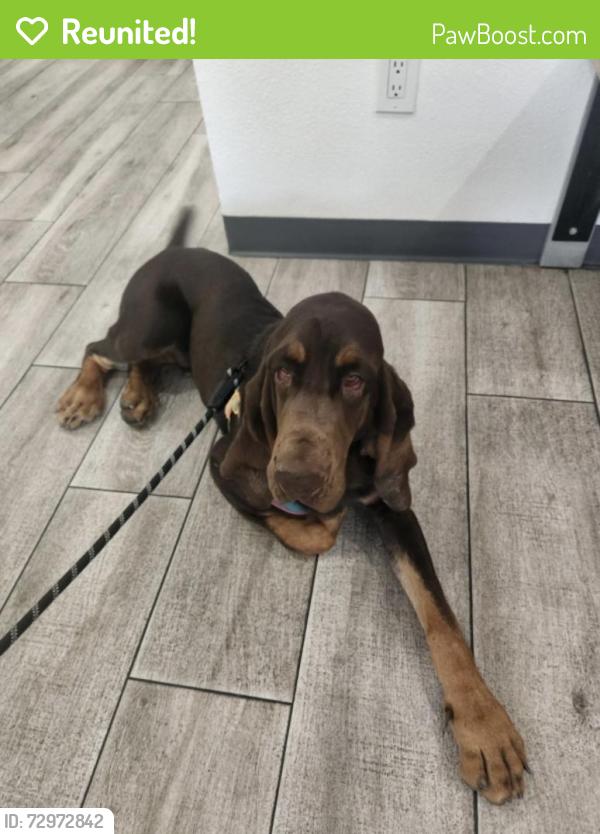 Reunited Male Dog last seen Golden Star Ave and Highridge, Riverside, CA 92506