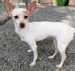 Shelter Stray Female Dog last seen Oakland, CA 94601, Oakland, CA 94601