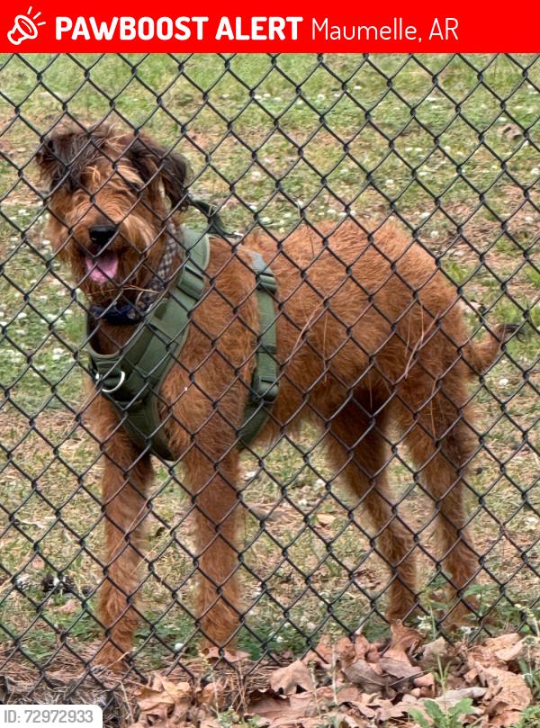 Lost Male Dog last seen Maumelle BLVD and Arnold Palmer , Maumelle, AR 72113