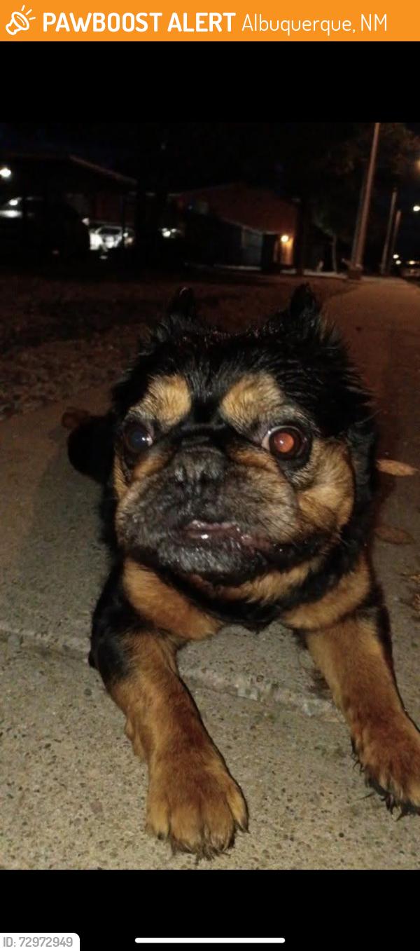 Found/Stray Unknown Dog last seen palomas and ross se albuquerque nm, Albuquerque, NM 87108