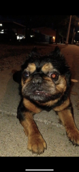 Found/Stray Unknown Dog last seen palomas and ross se albuquerque nm, Albuquerque, NM 87108