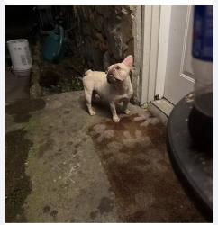 Reunited Female Dog last seen Near Yeary St, Lake Worth, TX 76135, USA, Lake Worth, TX 76135
