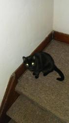 Lost Female Cat last seen Last seen by the animal sanctuary in Barton NY, Waverly, NY 14892