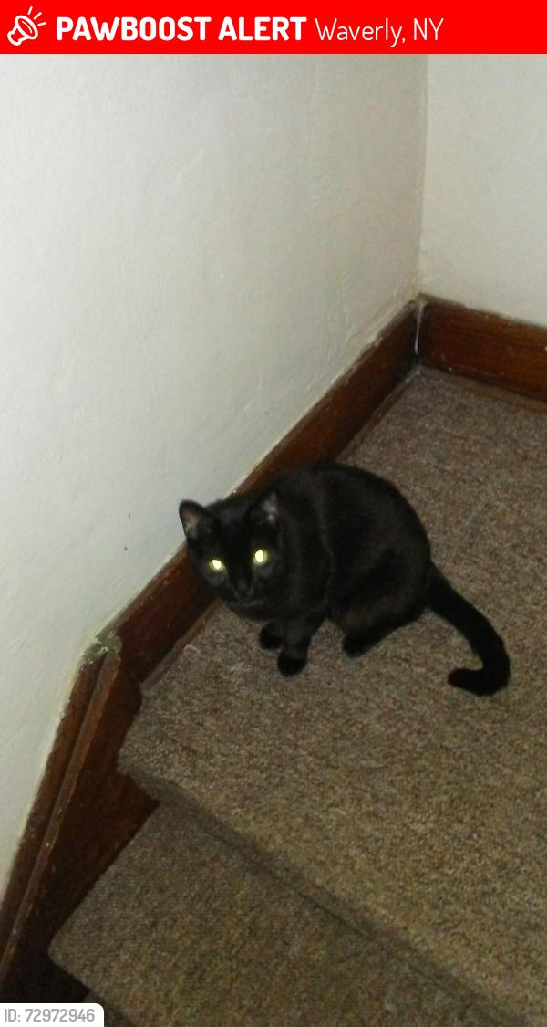 Lost Female Cat last seen Last seen by the animal sanctuary in Barton NY, Waverly, NY 14892
