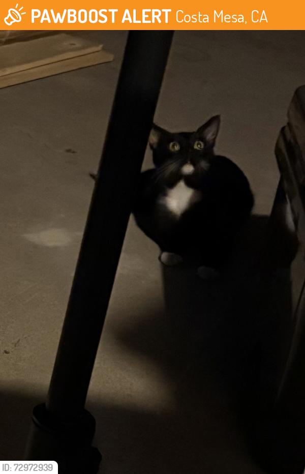 Found/Stray Unknown Cat last seen Fullerton Ave & Magnolia st, Costa Mesa, CA 92627