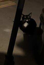 Found/Stray Unknown Cat last seen Fullerton Ave & Magnolia st, Costa Mesa, CA 92627