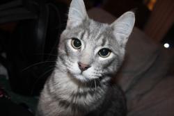 Lost Male Cat last seen 92nd Federal , Westminster, CO 80031