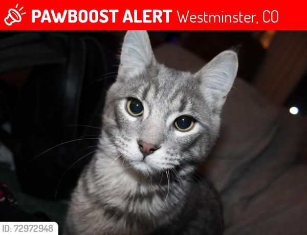 Lost Male Cat last seen 92nd Federal , Westminster, CO 80031