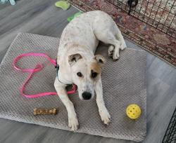 Reunited Female Dog last seen Los Angeles, CA 90019, USA, Los Angeles, CA 90019
