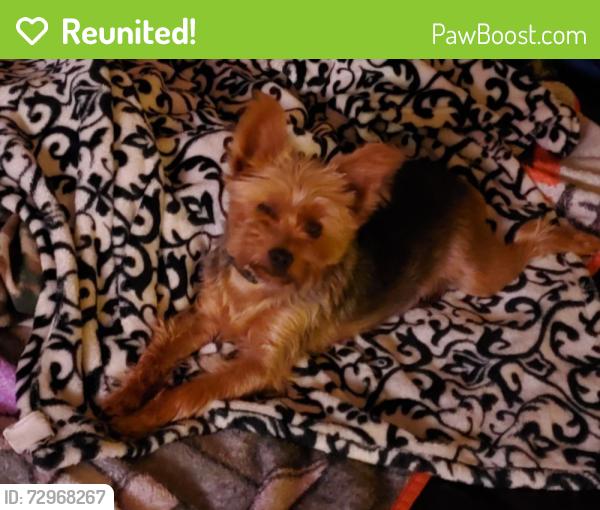 Reunited Male Dog last seen Breakneck road between spaugy hollow road and gault school road, Connellsville, PA 15425