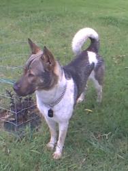 Reunited Male Dog last seen Crofoot, Haslet, TX 76052