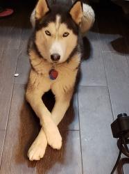 Lost Female Dog last seen Nebraska & ridge Rd., San Juan, TX 78589
