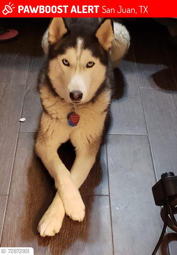 Lost Female Dog last seen Nebraska & ridge Rd., San Juan, TX 78589