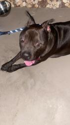 Found/Stray Male Dog last seen Near Pive st, Las Vegas, NV 89147