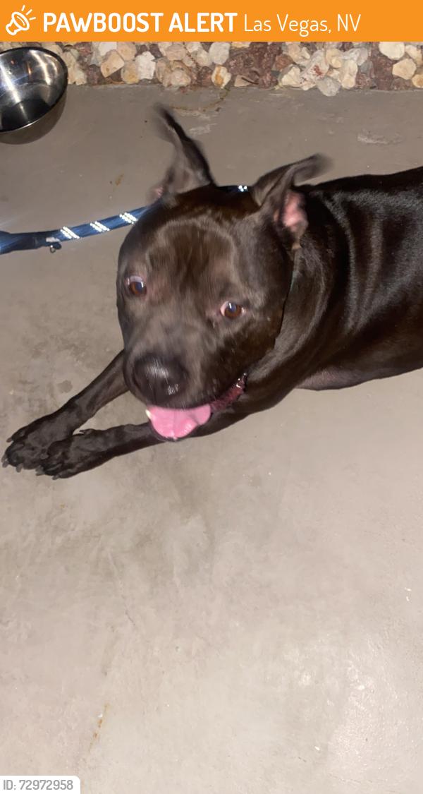Found/Stray Male Dog last seen Near Pive st, Las Vegas, NV 89147