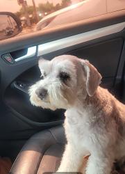 Reunited Female Dog last seen Tierra Este and Pebble Hills, El Paso, TX 79938