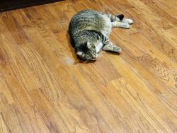 Reunited Female Cat last seen Grinnell and Sunset Canyon , Burbank, CA 91501