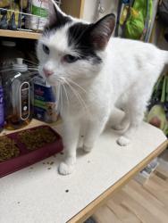 Reunited Male Cat last seen W Annabrook Dr and N Brooklet Ave, Boise, ID 83713