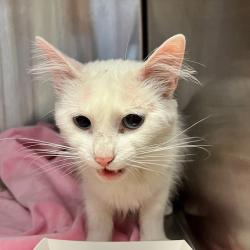 Shelter Stray Female Cat last seen Near Hegenberger Road, OAKLAND, CA, 94621, 8323 Baldwin St, Oakland, CA 94621, USA