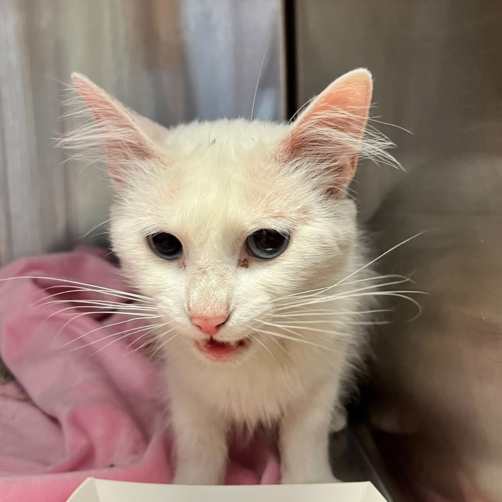 Shelter Stray Female Cat last seen Near Hegenberger Road, OAKLAND, CA, 94621, 8323 Baldwin St, Oakland, CA 94621, USA