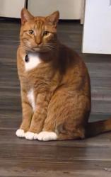 Reunited Male Cat last seen Elgin clifton, Gig Harbor, WA 98329