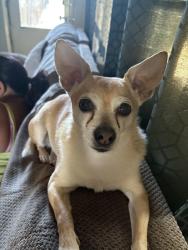 Reunited Male Dog last seen E highway 50, college pkwy, 7-11, Carson City, NV 89706