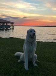 Reunited Male Dog last seen Alice ponder elementary , Mansfield, TX 76063