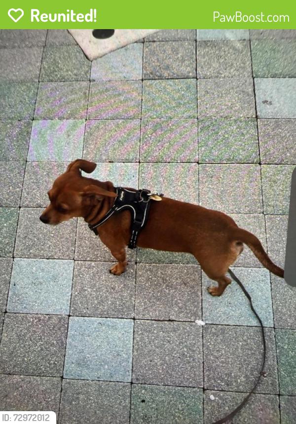 Reunited Male Dog last seen Near 8th street , Miami, FL 33125