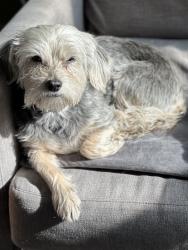 Reunited Female Dog last seen 48th & Kingsessing, Philadelphia, PA 19143