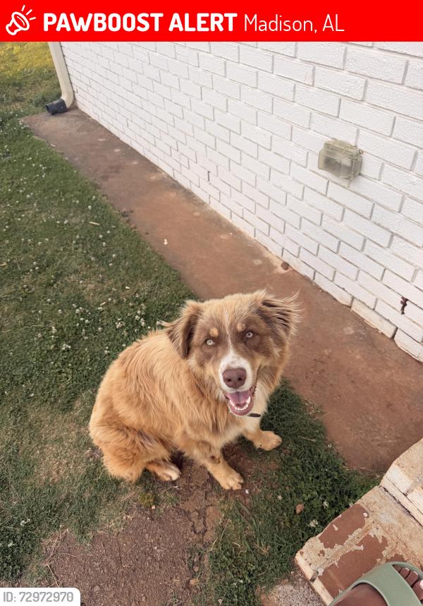 Lost Male Dog last seen Belle Mina, Madison, AL 35756