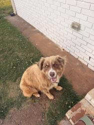 Lost Male Dog last seen Belle Mina, Madison, AL 35756