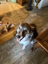 Found/Stray Female Dog last seen Gaius Dr, El Paso, TX 79924