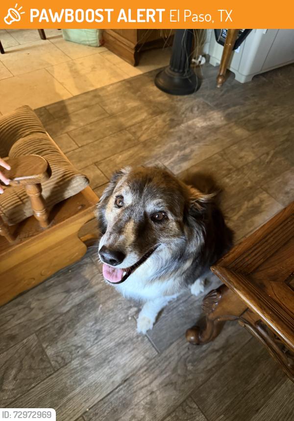 Found/Stray Female Dog last seen Gaius Dr, El Paso, TX 79924