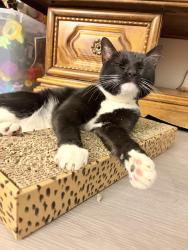 Reunited Female Cat last seen Tramway, copper, Juan tabo, central , Albuquerque, NM 87123