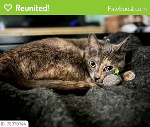 Reunited Female Cat last seen Grant and Berry St or Grant and Avalon , Santa Cruz, CA 95060