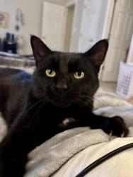 Lost Male Cat last seen Avon middle school north, Avon, IN 46123