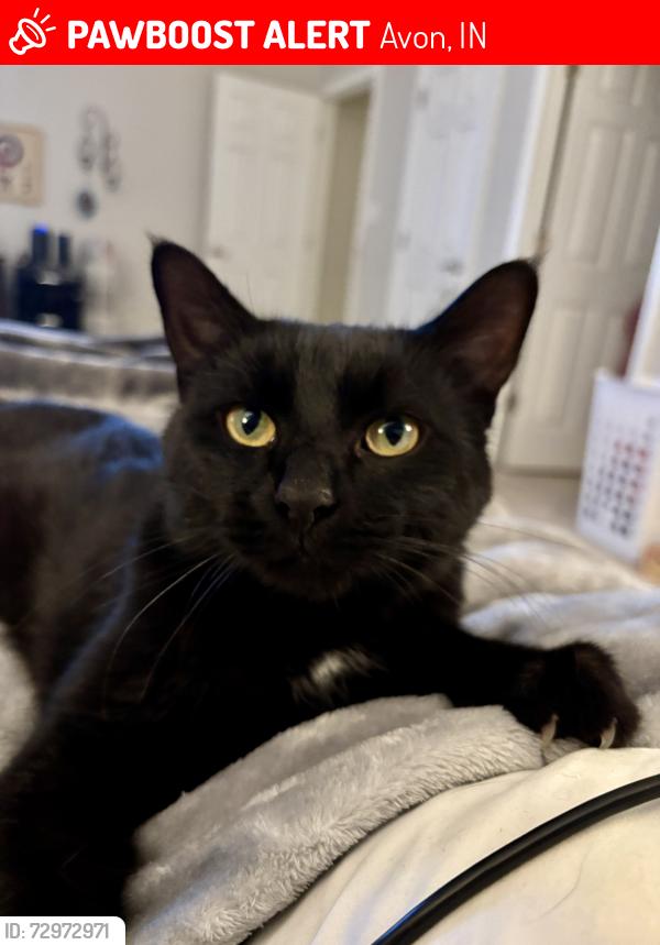 Lost Male Cat last seen Avon middle school north, Avon, IN 46123